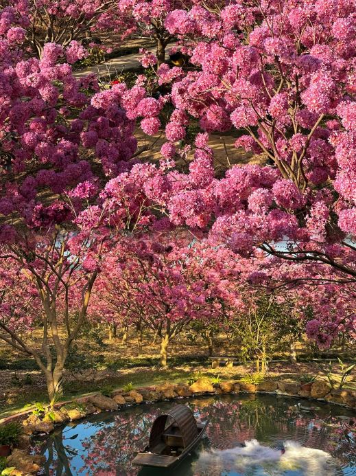 Only here can you understand the beauty of flowers in full bloom
