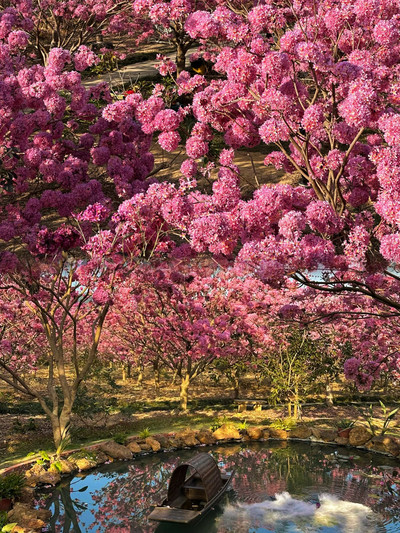 Only here can you understand the beauty of flowers in full bloom