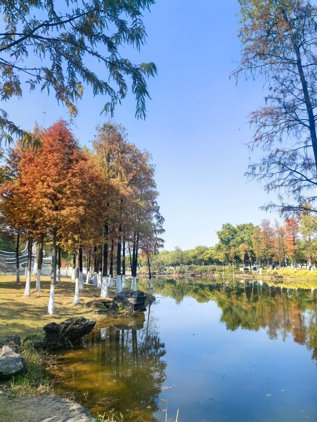 廣州生物島：水墨園的落羽杉