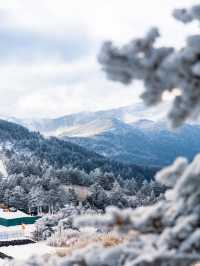 去咩嘢東北呀！廣東300直達神農架睇雪！