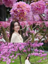 賞花季｜冬天的浪漫是紫風鈴木花海給的