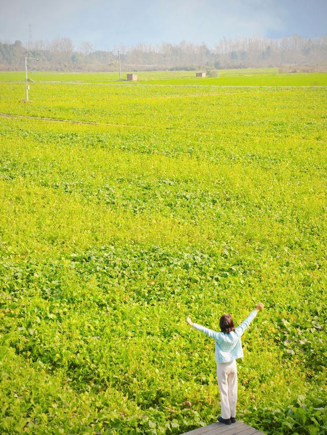 實拍成都萬畝油菜花田已經盛開