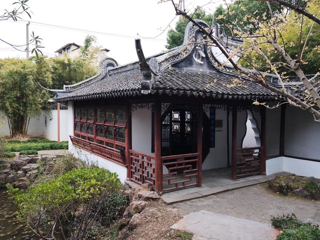 醉白池臘梅開了