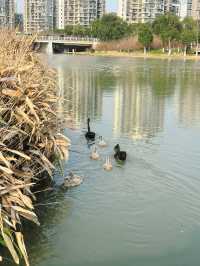 市區公園裏藏了個動物園！這也太超前了吧！