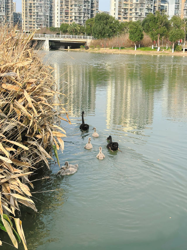 市區公園裏藏了個動物園！這也太超前了吧！