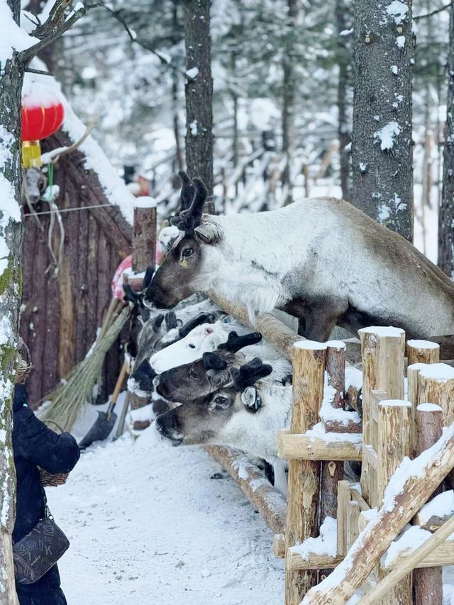 總要來看場東北的雪吧