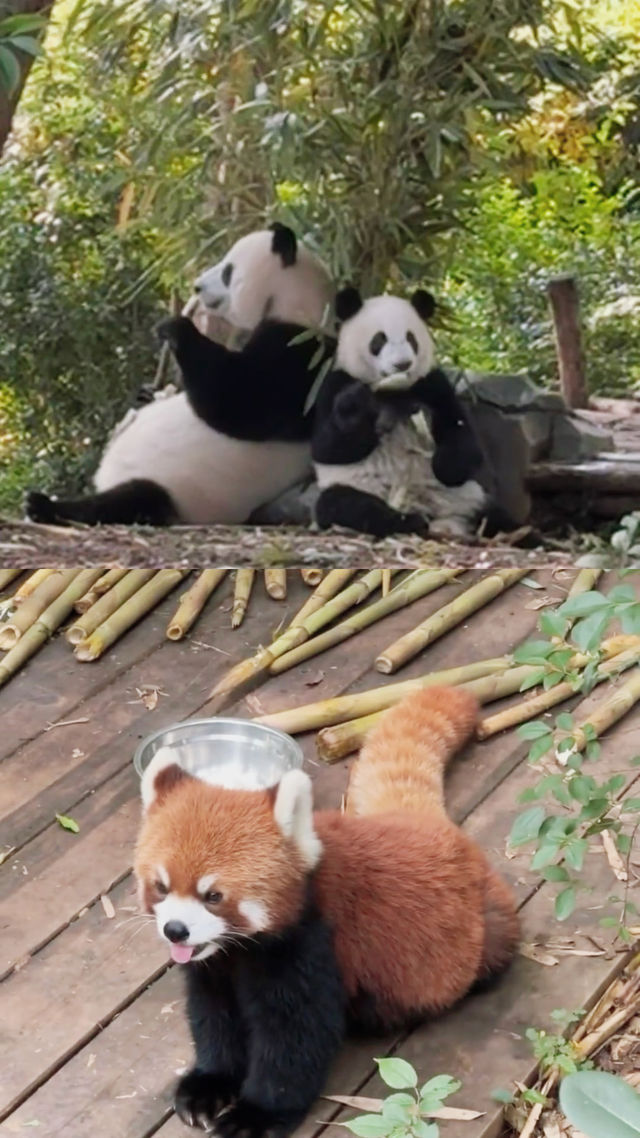 迪麗熱巴親臨！探秘成都熊貓谷
