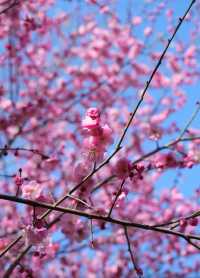 暗香盈袖春意濃，沙湖公園梅花盛開