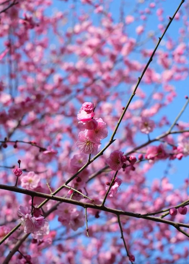 暗香盈袖春意濃，沙湖公園梅花盛開