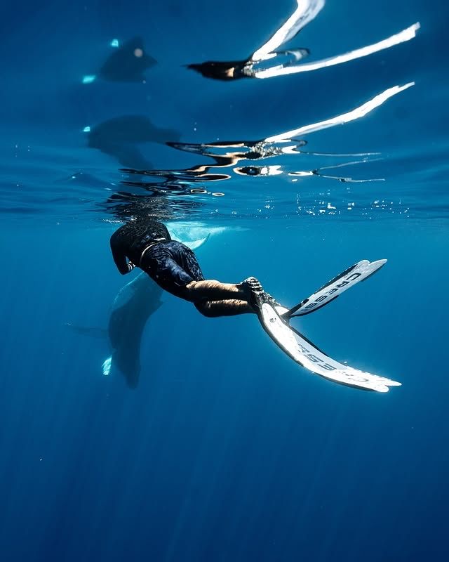 海洋奇觀：赫維灣海洋探索中心與鯨魚之旅