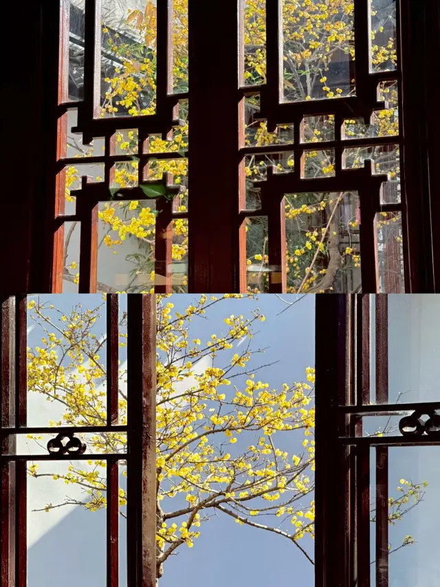 Suzhou One-Day Plum Blossom Viewing Tour‖Guide & Tips