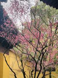 2.22杭州高麗寺梅花實況～