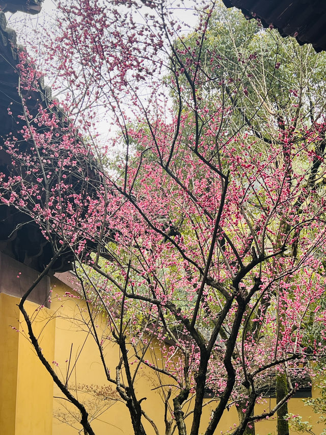 2.22杭州高麗寺梅花實況～