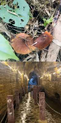 發現寶藏啦！僰王山，現實版「盜墓筆記」仙境！