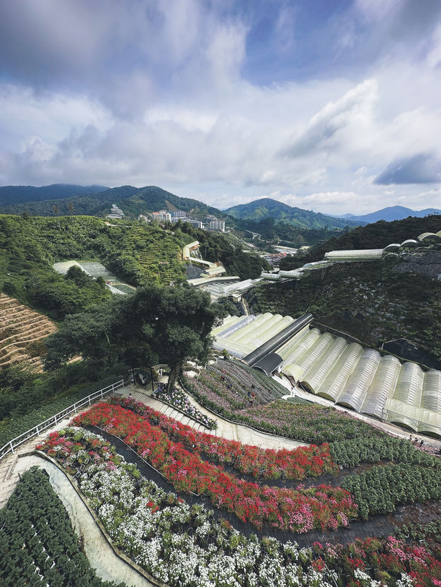 48 Hours in Cameron Highlands 🇲🇾 