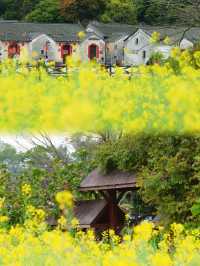 免費觀瀾版畫村油菜花進入全盛期