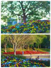 《桂灣公園的花海盛景》