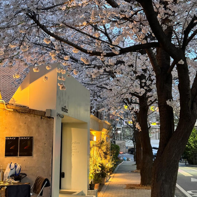 🌸首爾梨泰院 | 隱世櫻花秘景🌸
