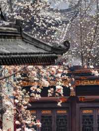 三月的武漢，錯過長春觀的玉蘭花我會哭！