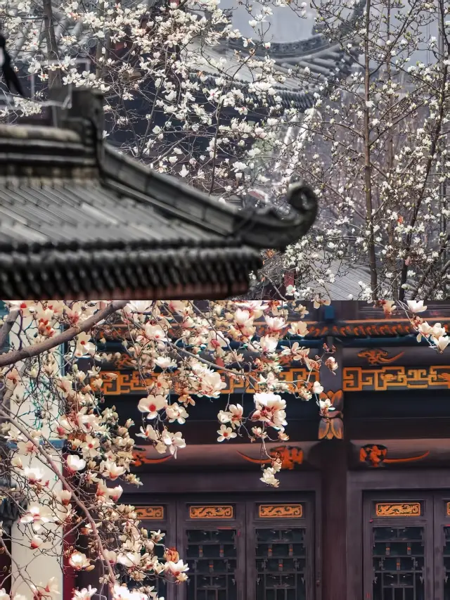 Missing the magnolias at Changchun Temple in Wuhan in March? Don't worry, I've got you covered!