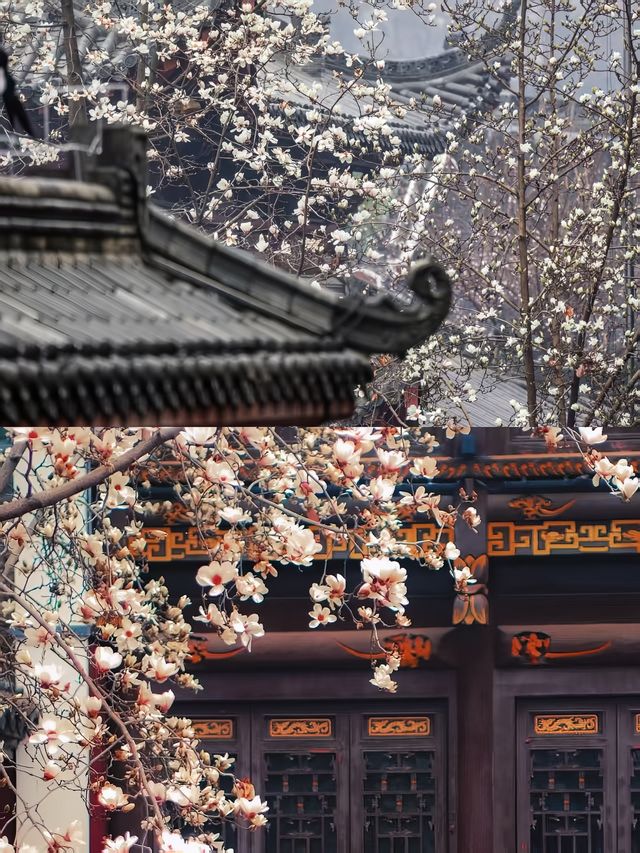 三月的武漢，錯過長春觀的玉蘭花我會哭！