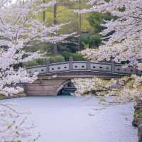 上海“下雪了”🌸 春日浪漫櫻花雨錯過等一年‼️
