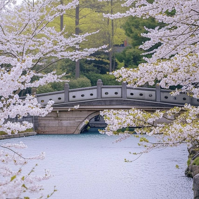 上海“下雪了”🌸 春日浪漫櫻花雨錯過等一年‼️