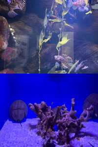 潛入韓國夢幻海底！一山韓華水族館超絕體驗