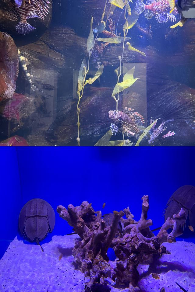 潛入韓國夢幻海底！一山韓華水族館超絕體驗