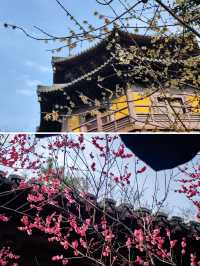 杭州徒步+探梅——遺世之梅，慧因高麗寺篇