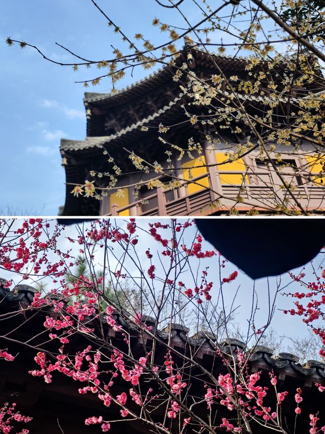 杭州徒步+探梅——遺世之梅，慧因高麗寺篇