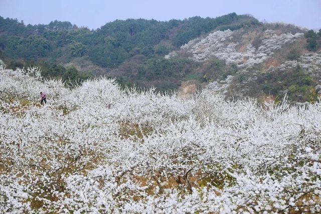 達州春天賞花季