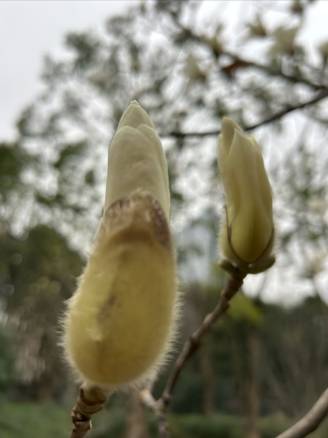 尋找春天的色彩，就來徐家匯公園吧