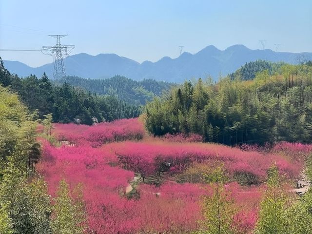 不去西湖人擠人，這裡是中國最美的櫻花山谷！