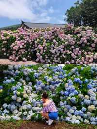 春日繡球花地圖：濟州島篇