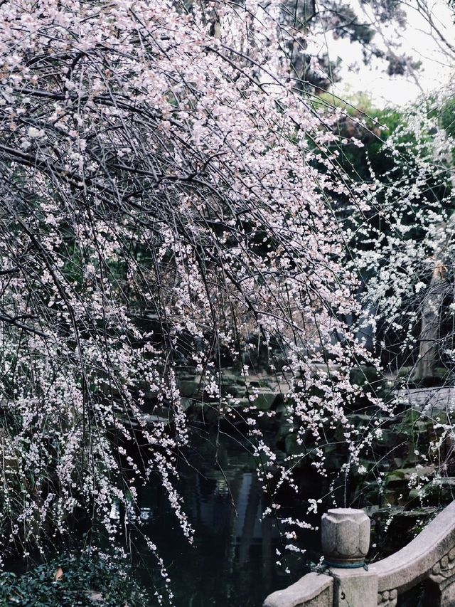 蘇州限定免費小眾賞梅地，張張封神