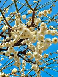 Discover the Beauty of Longmei and Chamei (Plum) Flowers in Jinhua