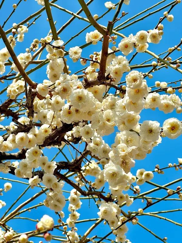 Discover the Beauty of Longmei and Chamei (Plum) Flowers in Jinhua