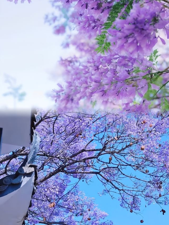 奔赴一場紫色之約，西昌藍花楹藏著什麼驚喜？