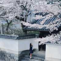 🌸追櫻地圖 | 日本的春天，是一萬次的春和景明