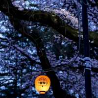 🌃仙台夜櫻，榴岡公園的浪漫時光