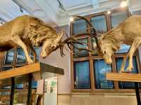 Kelvingrove Museum & Art Gallery: Glasgow’s Quirkiest Treasure Hunt
