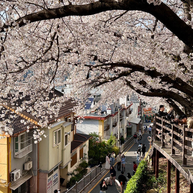 🌸釜山嘅櫻花季，浪漫到暈陀陀🌸