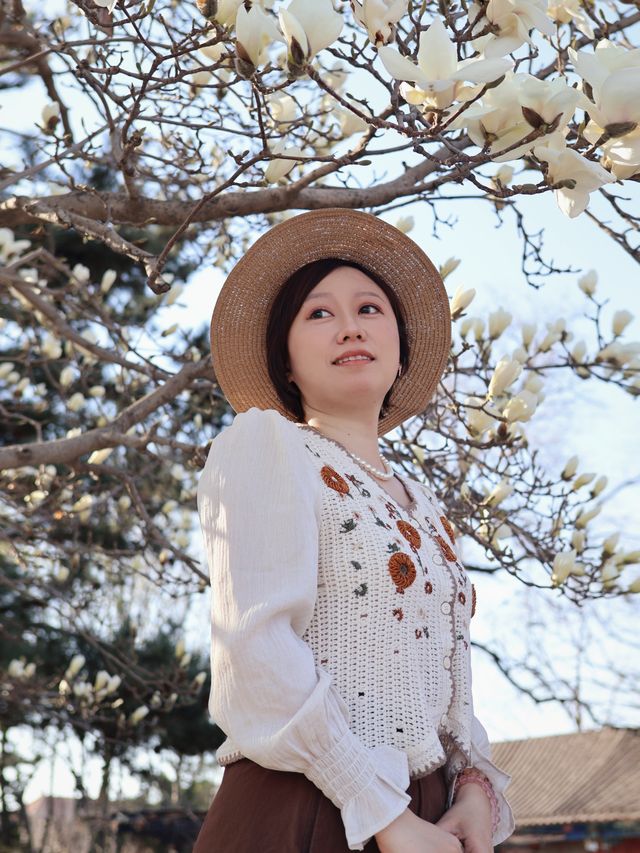 京城限定普渡寺玉蘭花