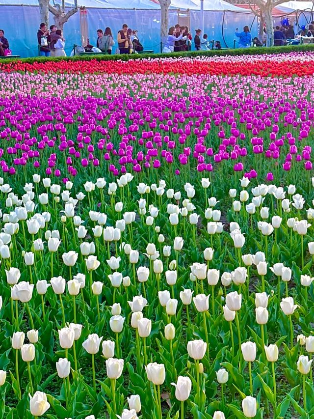 鬱金香花海真係好靚！建議傍晚再去