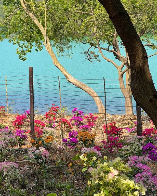 台山石花山公園，邂逅絕美春日治癒時光！
