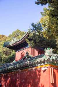 北京的春天 | 京城春日賞花漫遊指南。