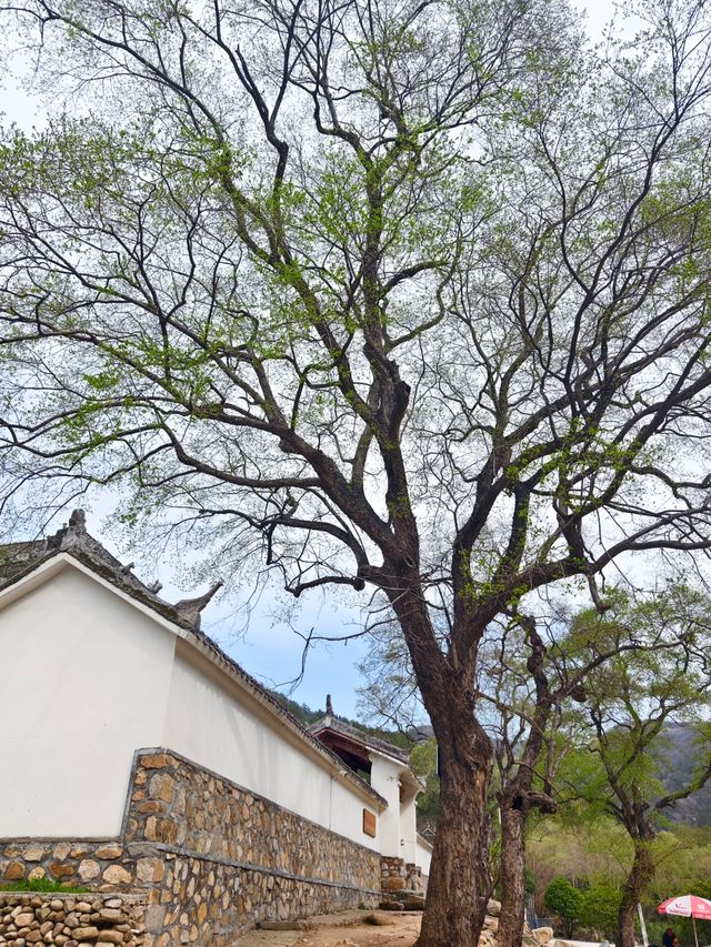 南陽|在樸素的山谷中邂逅了一場春和景明