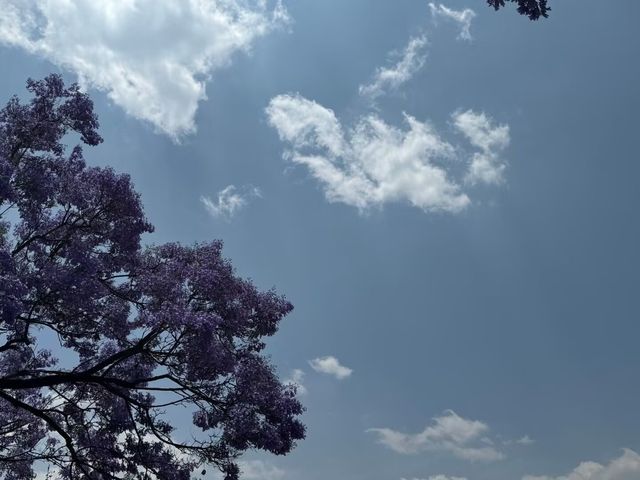 昆明教場中路藍花楹