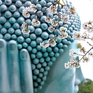 Fukuoka Nanzoin Reclining Buddha during Cherry Blossom Season